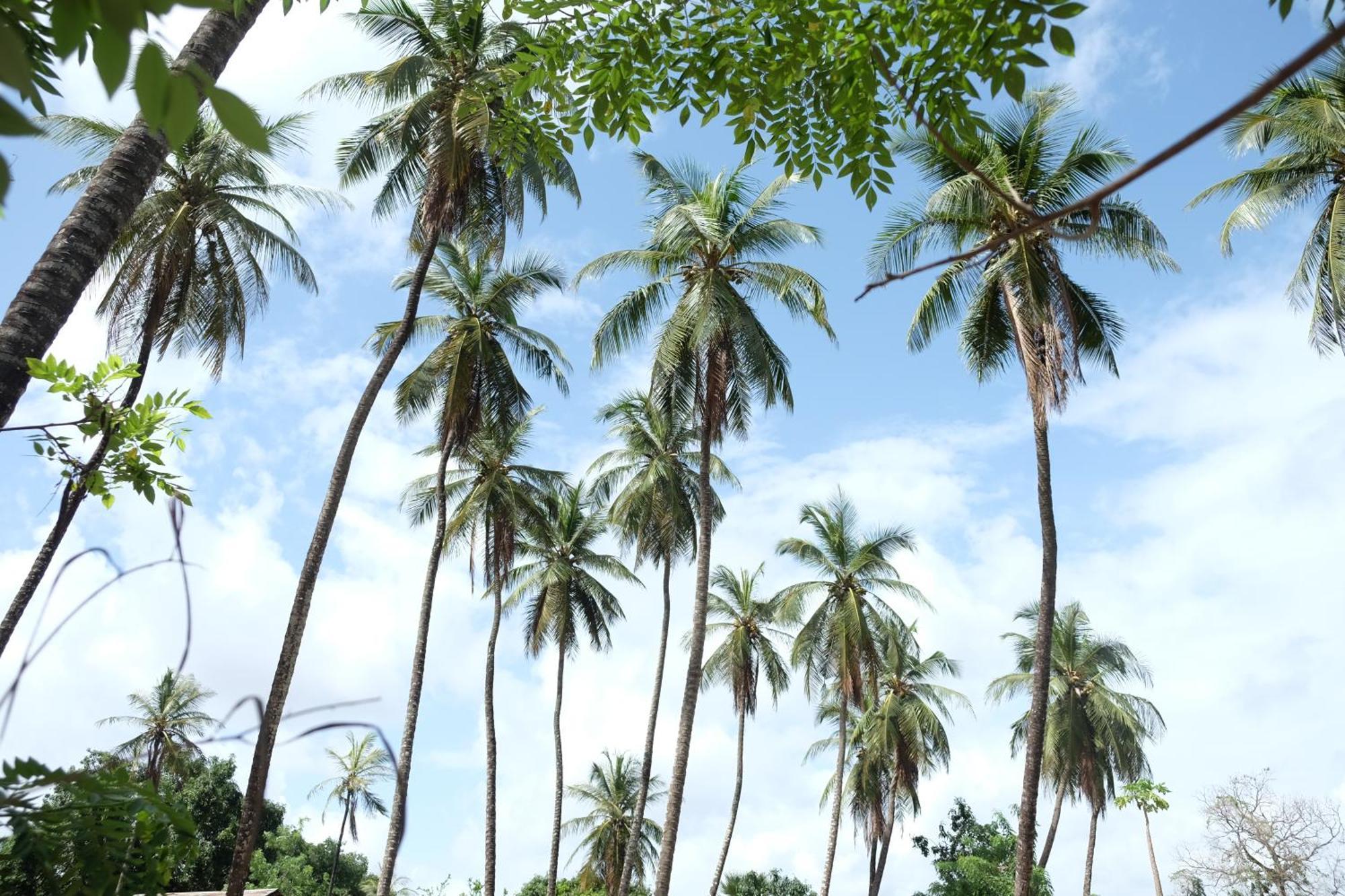 Centre Touristique Et Culturel Casamance Pension Diakene Ouolof Buitenkant foto